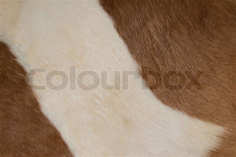 Horse fur background. Fur skins of horses, stock photo