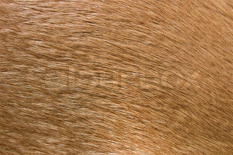 Brown horse fur background. Fur skins of horses, stock photo