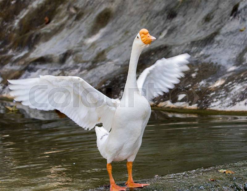 Image of white goose on nature background, stock photo