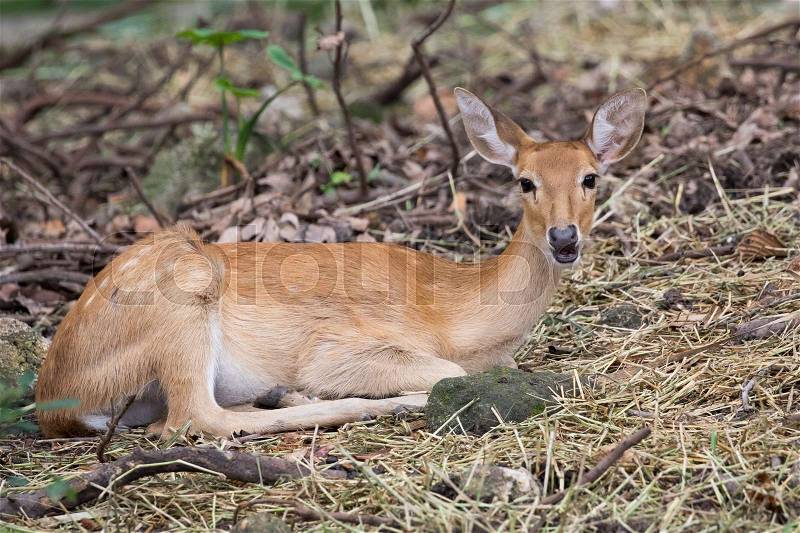 Image of young sambar deer relax on the ground, stock photo