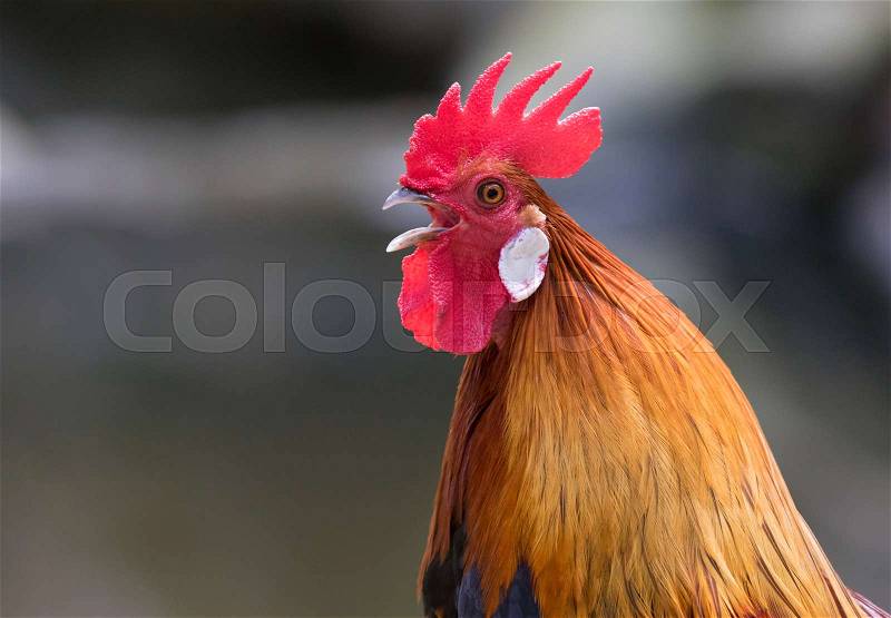 Image of a head cock on nature background, stock photo