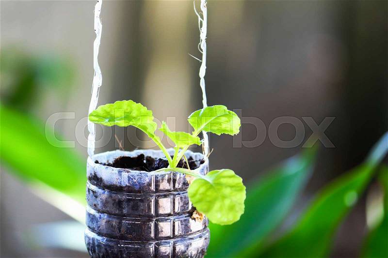 Fresh green vegetable organic growing on plastic recycle bottle, stock photo