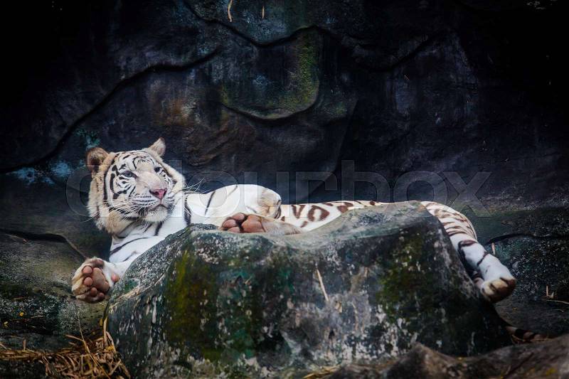 White tiger. Tiger On a Rock, stock photo