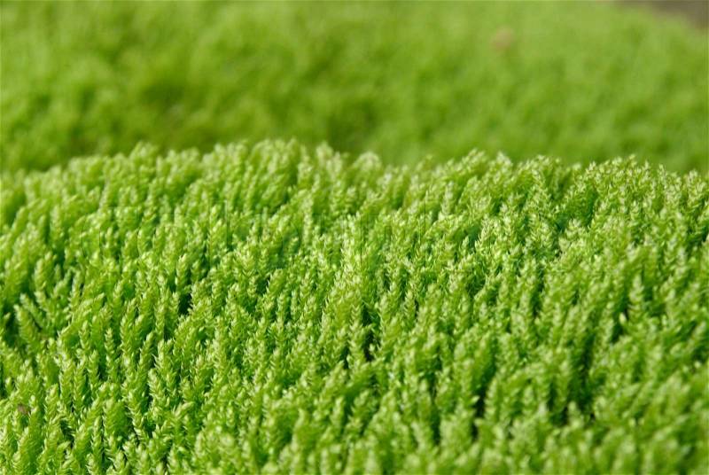 Textured green grass, stock photo