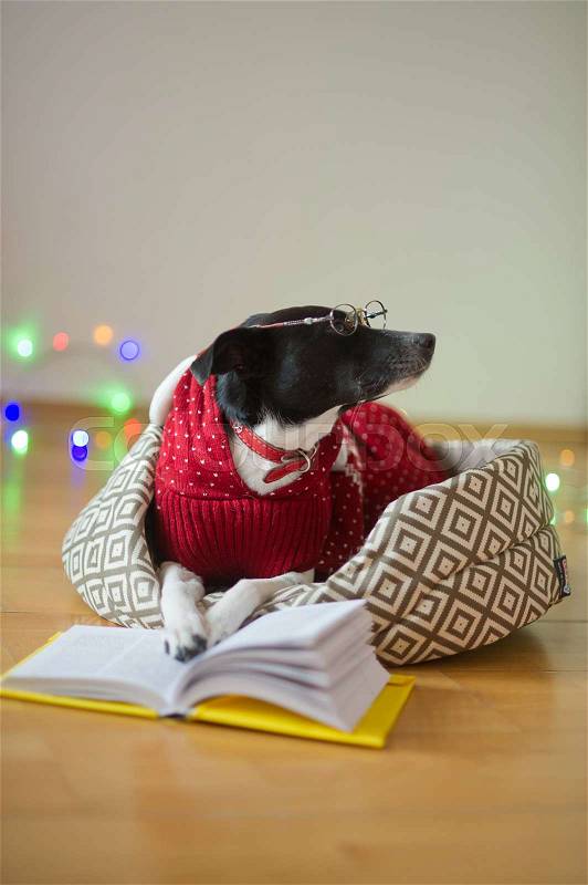 Preparation for christmas holidays. Black-and-white dog bespectacled and in a reindeer suit put paws on the open book. A joke of owners of a dog. Merry Christmas. Happy New Year, stock photo