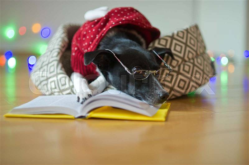 Preparation for christmas holidays. Black-and-white dog bespectacled and in a reindeer suit put paws on the open book. A joke of owners of a dog. Merry Christmas. Happy New Year, stock photo
