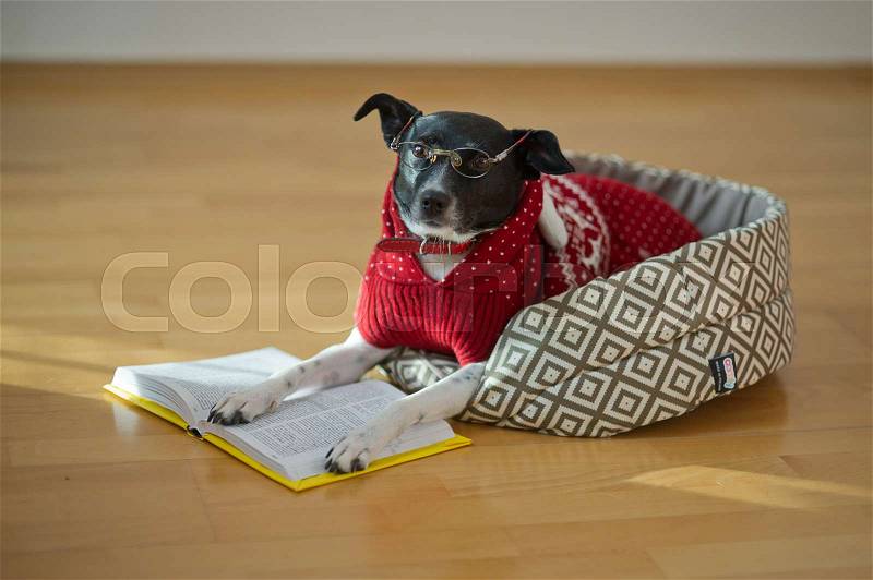 Dog with clever and kind eyes lying on his couch in the middle of an empty room. The owners jokingly dressed her in a red suit and glasses. The dog put his paws on the open book as if reading, stock photo