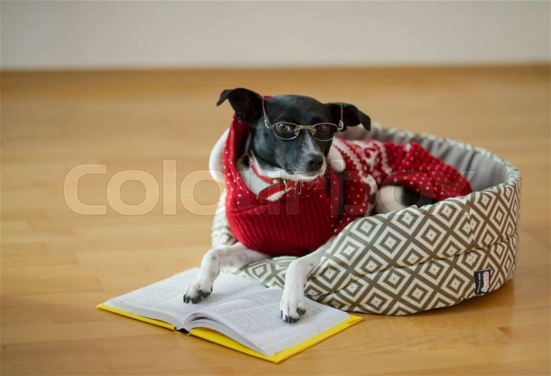 Dog with clever and kind eyes lying on his couch in the middle of an empty room. The owners jokingly dressed her in a red suit and glasses. The dog put his paws on the open book as if reading, stock photo