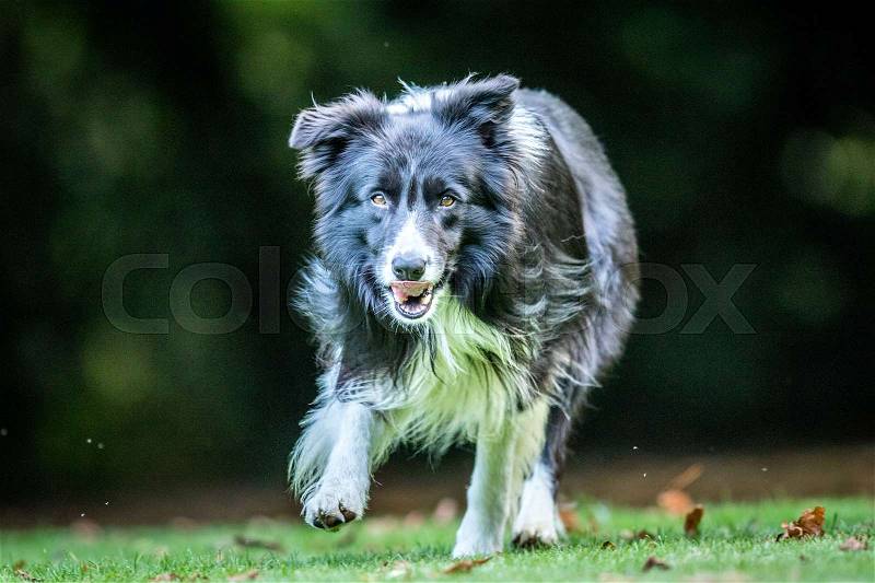 Black and white Border Collie running towards the camera, stock photo