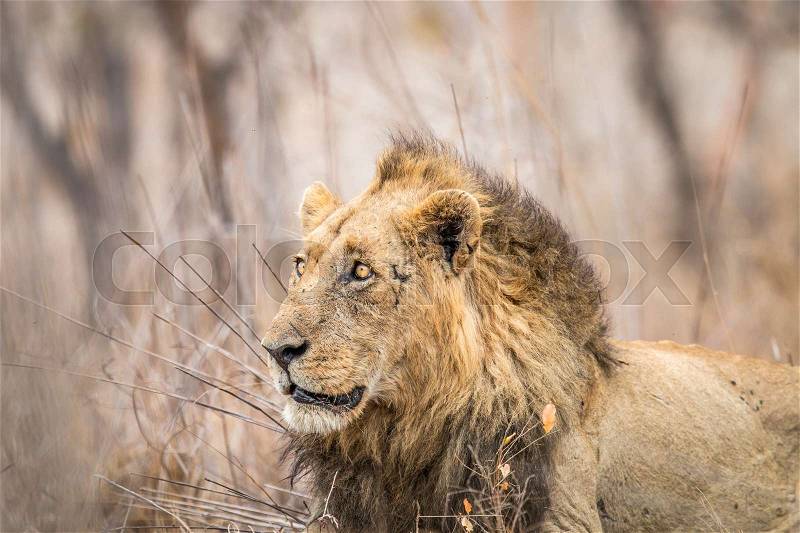 Side profile of huge male Lion in the Kruger National Park, South Africa, stock photo