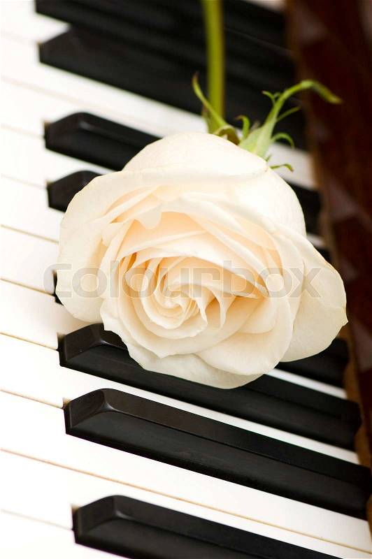 Romantic concept - white rose on piano keys, stock photo