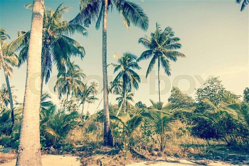 Vintge Palm Trees. palm trees in vintage style. Palm trees vintage toned, stock photo