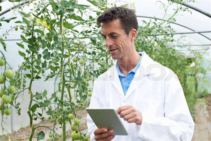 Male Scientist In Greenhouse Researching Tomato Crop, stock photo