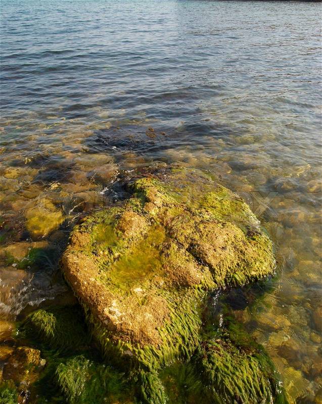 A big stone with green marine algae, stock photo