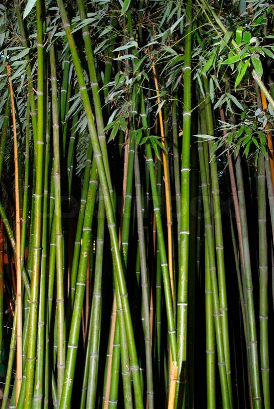 Green zen bamboo, stock photo