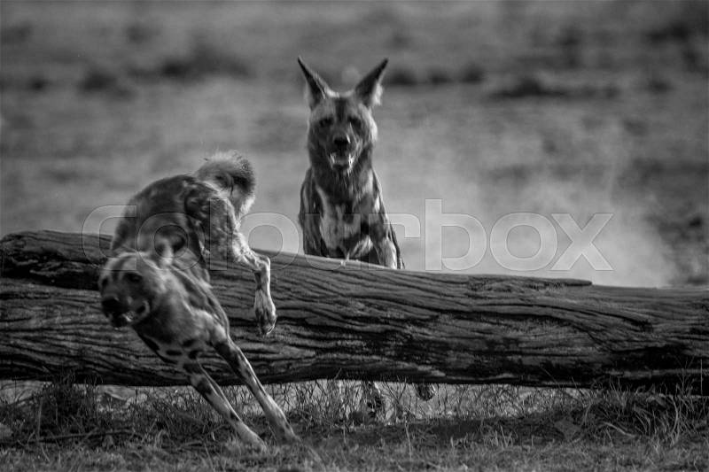 Playing African wild dogs in black and white in the Kruger National Park, South Africa, stock photo