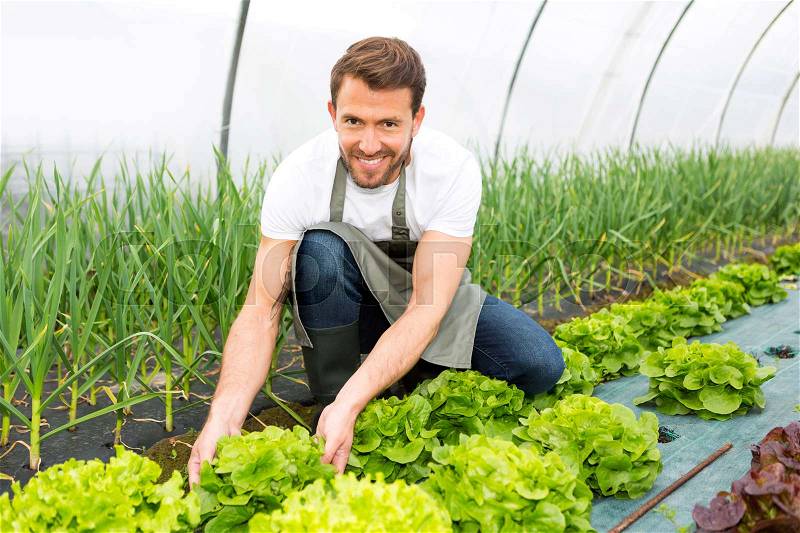 View of a Young attractive farmer checking quality of vegetables, stock photo