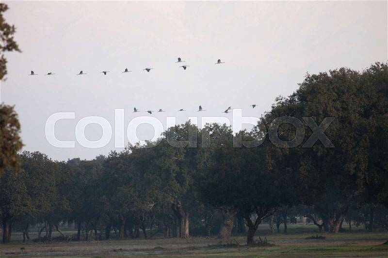 Flock of cranes flying over the meadow full of oaks, stock photo