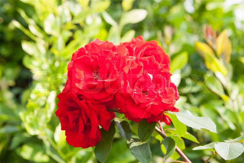 Wild rose with many beautiful red roses, stock photo