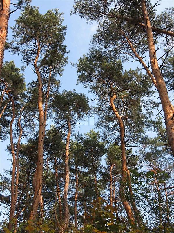 Tall pine trees against the sky, the pine forest, stock photo
