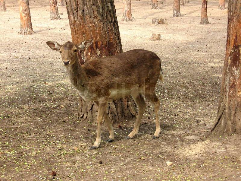 Photo of the young deer in wildlife sanctuary, stock photo