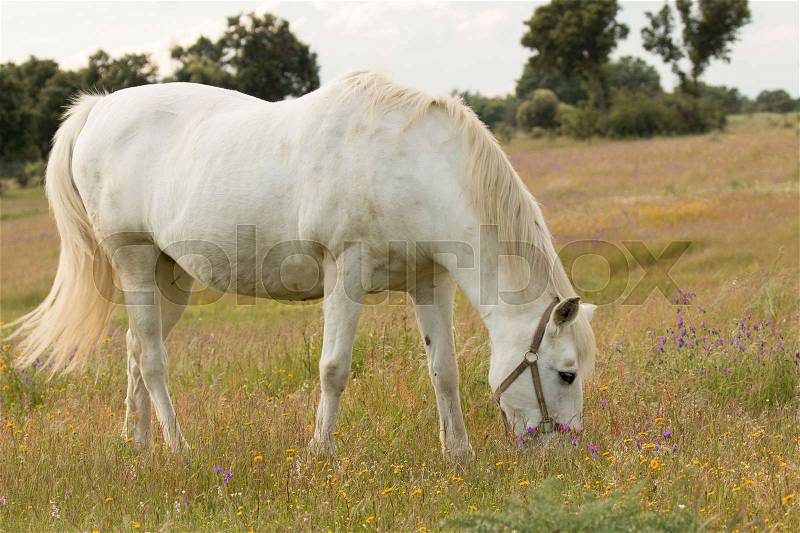 Beautiful white horse grazing in a field full of yellow flowers, stock photo