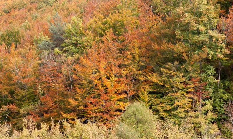Forest full of colors beech. Come autumn , stock photo