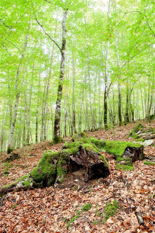 Mysterious forest filled with huge trees trunks moss, stock photo