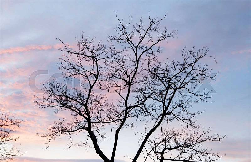 Beautiful pink sky with a tree without leaves at front, stock photo