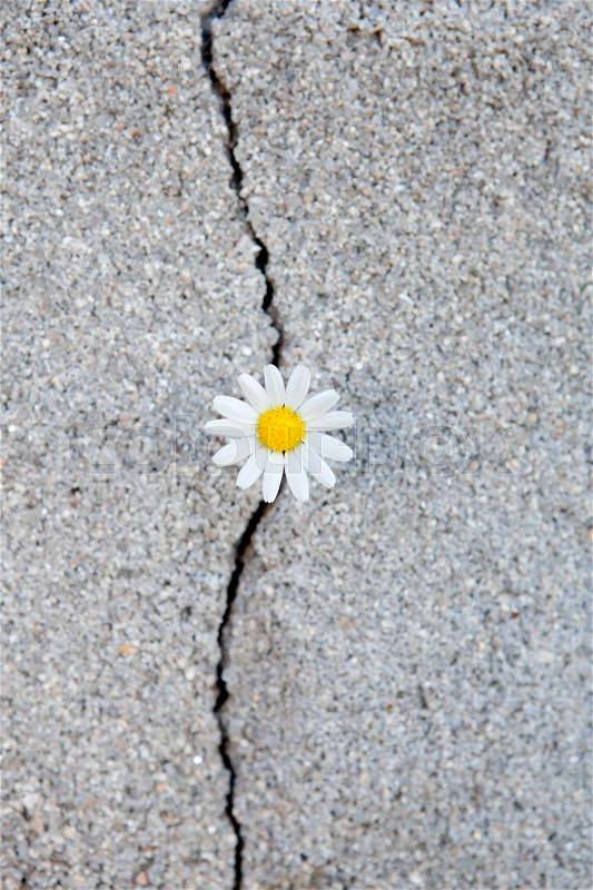 Nice daisy born from a crack in the asphalt, stock photo