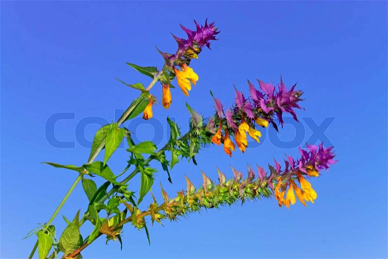 Beautiful wild flowers with green and violet leaves and yellow florets against blue sky, stock photo