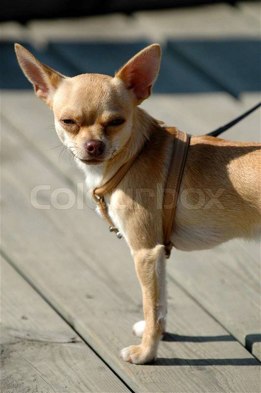 Very small dog with big ears, stock photo