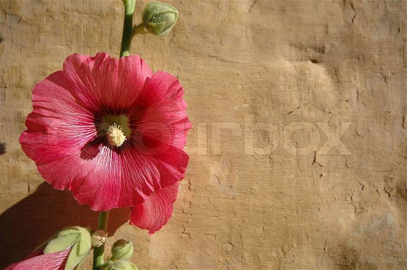 Red flower and a yellow old wall, stock photo
