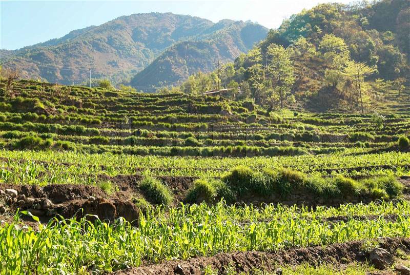Green rice fields landscape in Nepal hills, stock photo