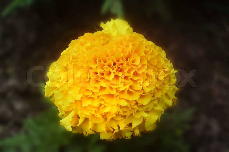 Yellow carnation flowe, stock photo