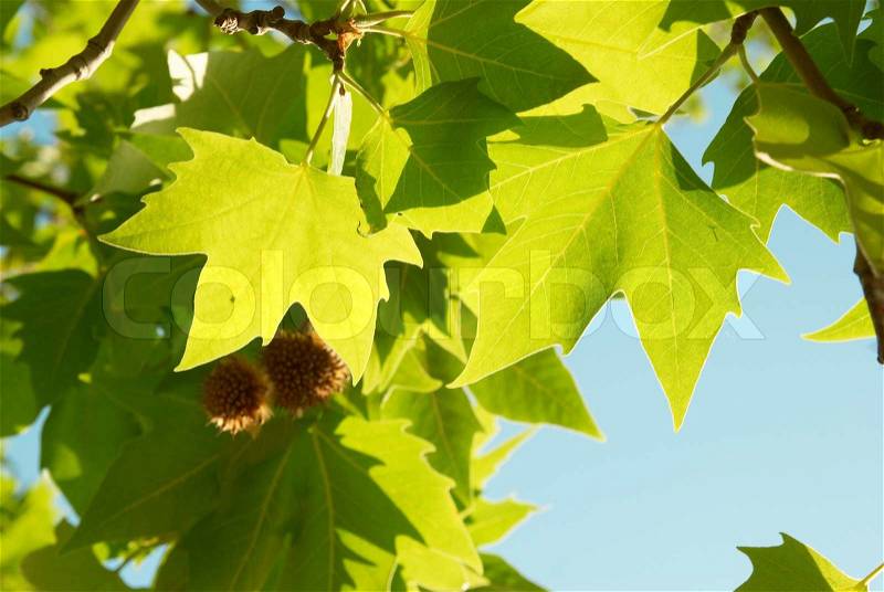 Green sunny maple leaves with blue sky, stock photo