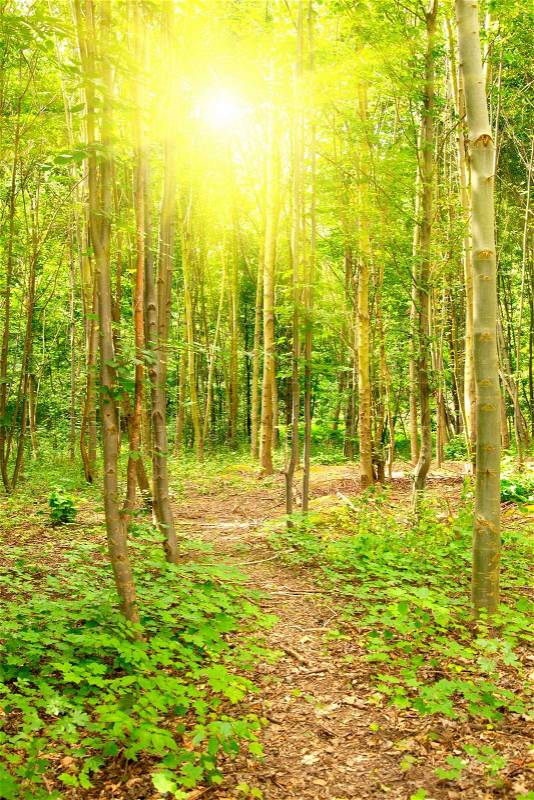 Morning forest with a footpath and sun beams, stock photo