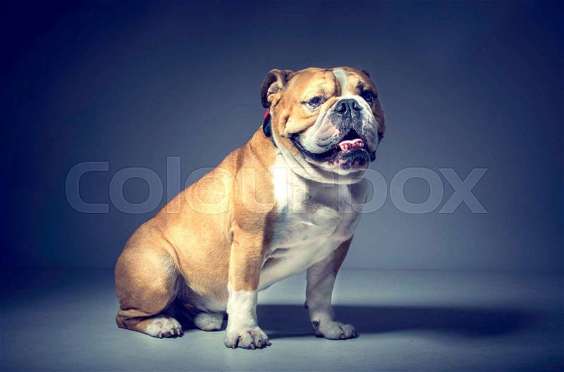 Big male of English bulldog posing in the studio , stock photo