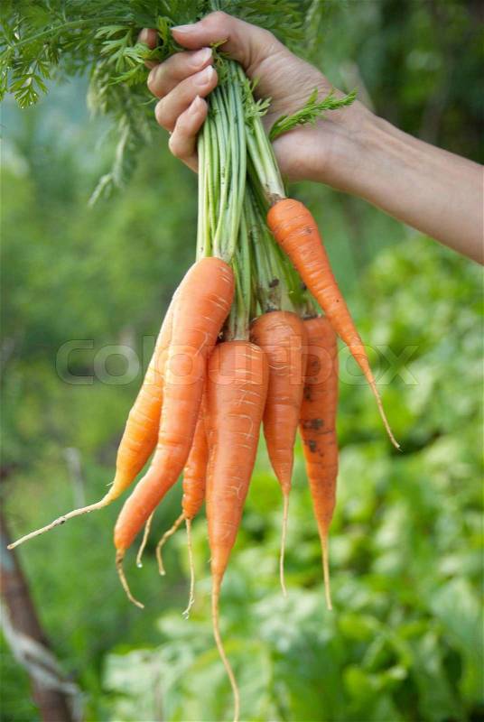 Bunch of carrots in a hand with soft background, stock photo