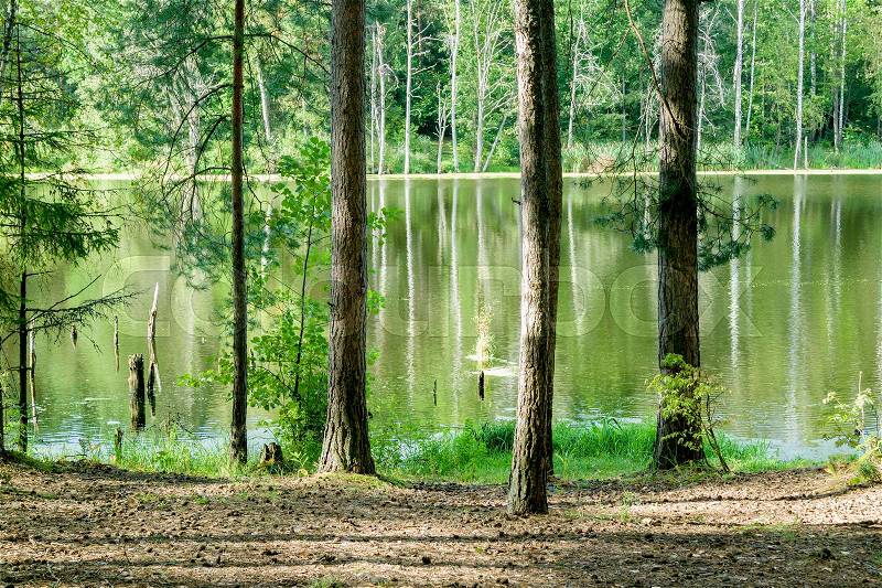 Forest lake, Finland. Lake in the forest, landscape, stock photo