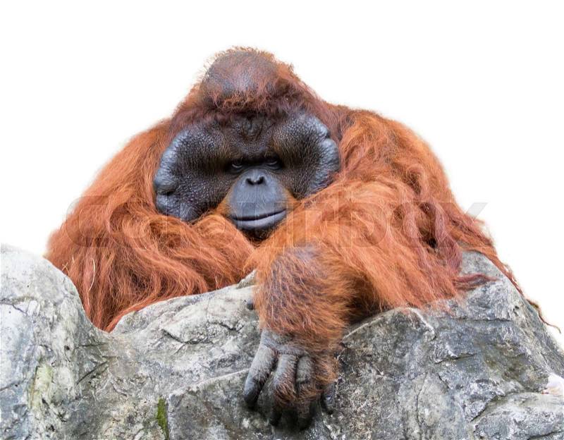 Image of a big male orangutan orange monkey on white background, stock photo