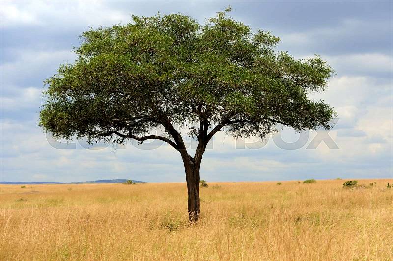 Beautiful landscape with tree in National park of Kenya, Africa, stock photo