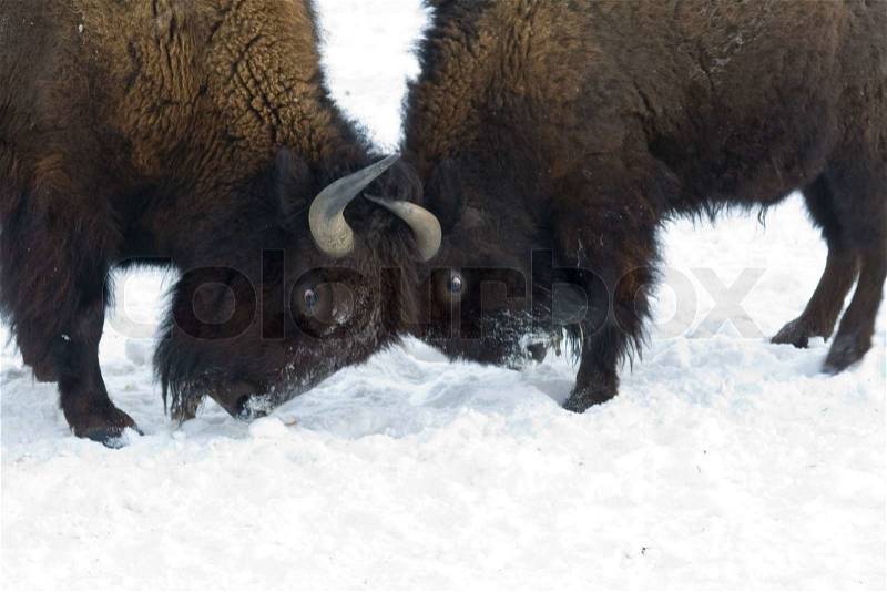 Two bisons fighting with their heads, stock photo