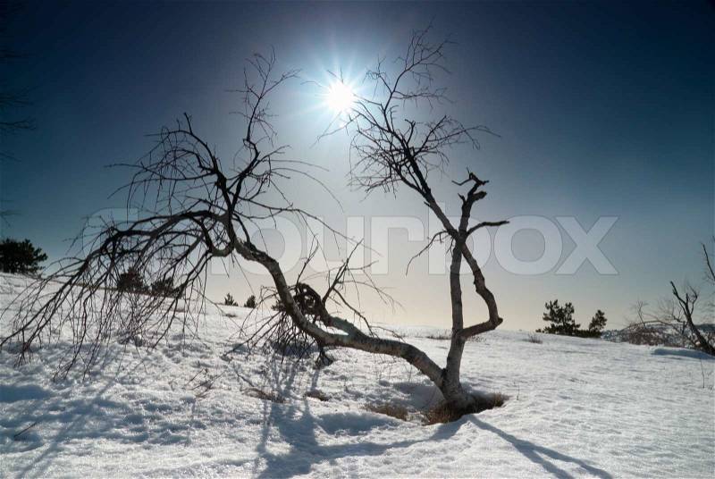 Trees under snow with sunshine star, stock photo