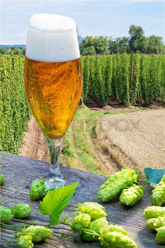 Beer glass with hop cones in the hop field, stock photo