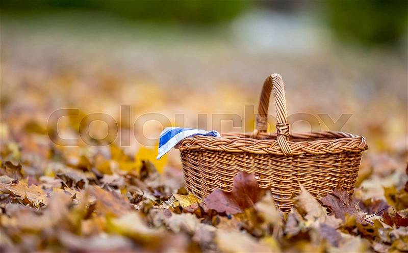 Empty wicker basket on golden autumn leaves in forest. Empty basket for your products, stock photo