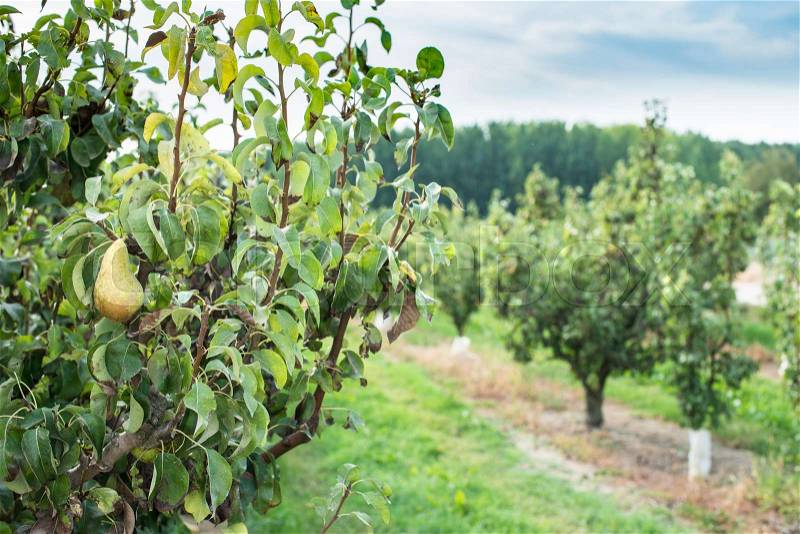 Pears in orchard. Pears trees, stock photo