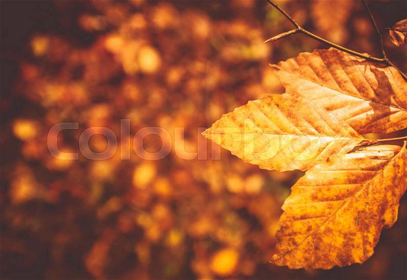 Fall Foliage Photo Background. Golden Leaves Autumn Backdrop, stock photo