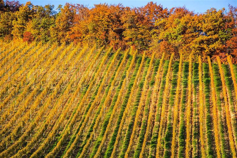 Beautiful vineyard Autumn Vineyards landscape with colorful leaves , stock photo