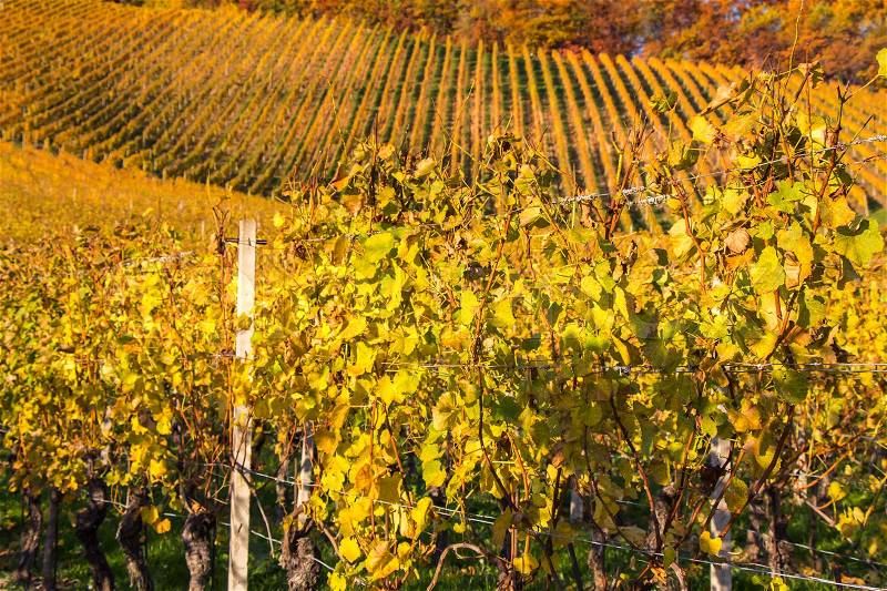 Beautiful vineyard Autumn Vineyards landscape with colorful leaves, stock photo
